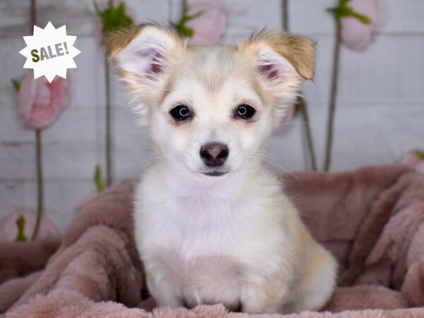 Chihuahua DOG Male Cream 3503 Petland Independence, Missouri