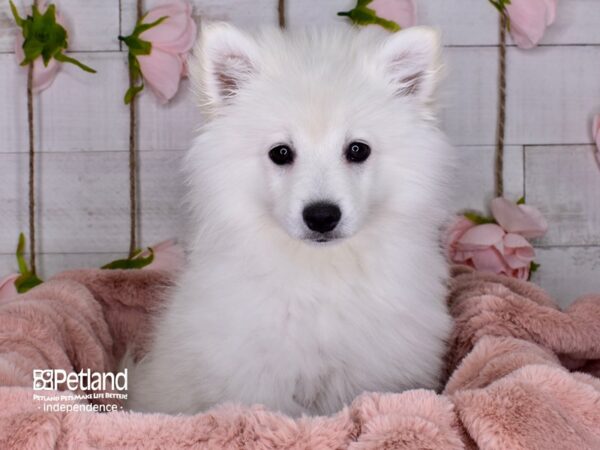 American Eskimo DOG Male White 3590 Petland Independence, Missouri