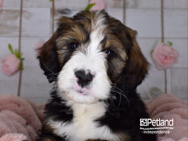 Bernadoodle DOG Male Sable & White 3679 Petland Independence, Missouri