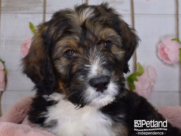 Bernadoodle DOG Male Sable & White 3677 Petland Independence, Missouri