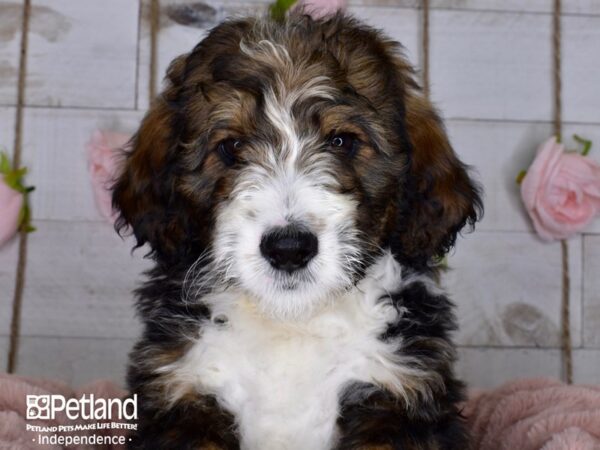 Bernadoodle DOG Female Sable & White 3680 Petland Independence, Missouri