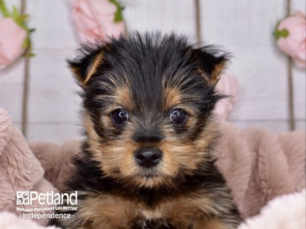 Yorkshire Terrier-DOG-Female-Black and Tan-3676-Petland Independence & Lee's Summit, MO