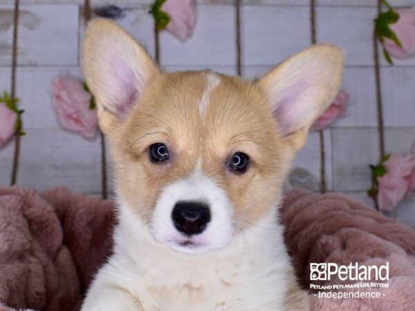 Pembroke Welsh Corgi-DOG-Female-Sable & White-3675-Petland Independence & Lee's Summit, MO