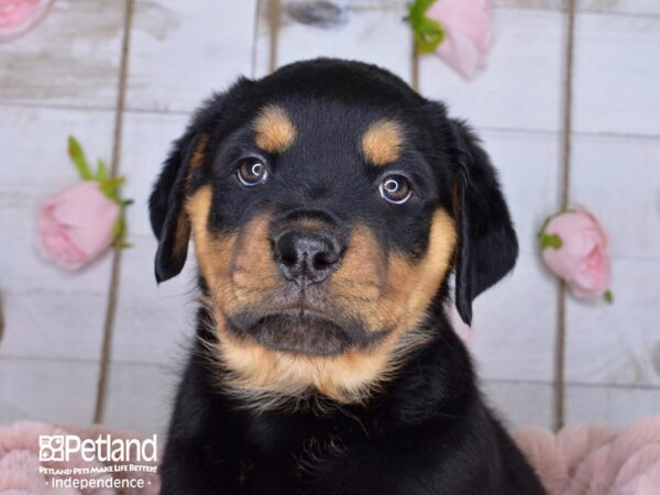 Rottweiler-DOG-Female--3662-Petland Independence, Missouri