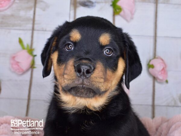 Rottweiler DOG Female 3662 Petland Independence, Missouri