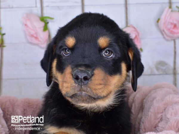 Rottweiler-DOG-Female-Black and Mahogany-3660-Petland Independence, Missouri