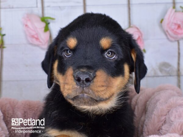 Rottweiler DOG Female Black and Mahogany 3660 Petland Independence, Missouri