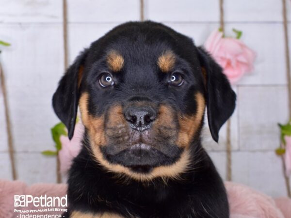 Rottweiler-DOG-Male-Black and Mahogany-3661-Petland Independence & Lee's Summit, MO