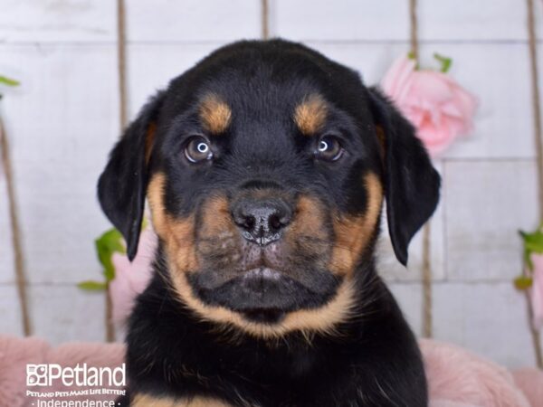 Rottweiler DOG Male Black and Mahogany 3661 Petland Independence, Missouri