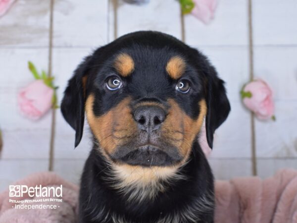 Rottweiler DOG Male Black and Mahogany 3659 Petland Independence, Missouri