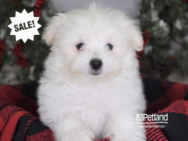 Maltipom DOG Female Cream 3463 Petland Independence, Missouri