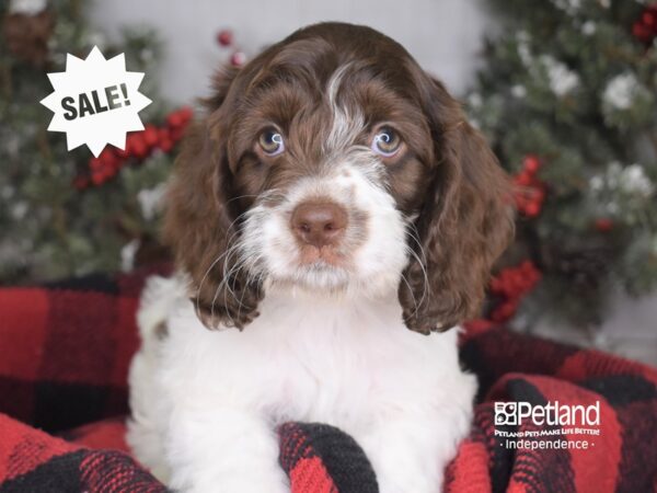 Cockapoo DOG Male 3582 Petland Independence, Missouri