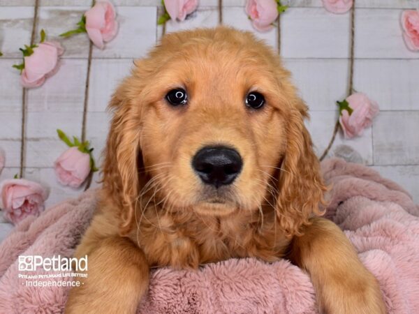 Golden Retriever-DOG-Male-Golden-3687-Petland Independence & Lee's Summit, MO