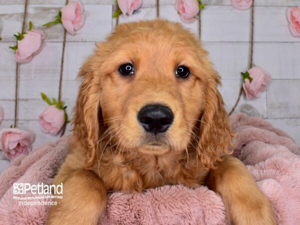 Golden Retriever DOG Male Golden 3687 Petland Independence, Missouri