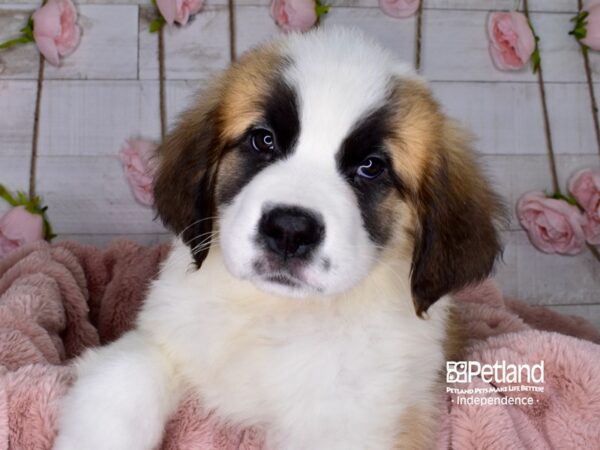 Saint Bernard DOG Male Mahogony and White 3686 Petland Independence, Missouri