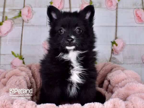 Pomeranian DOG Female Black 3694 Petland Independence, Missouri