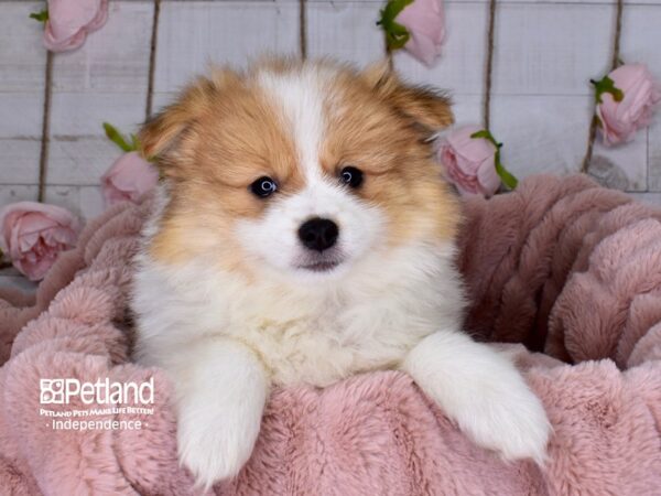 Pomeranian-DOG-Female-Orange and White Parti-3693-Petland Independence & Lee's Summit, MO