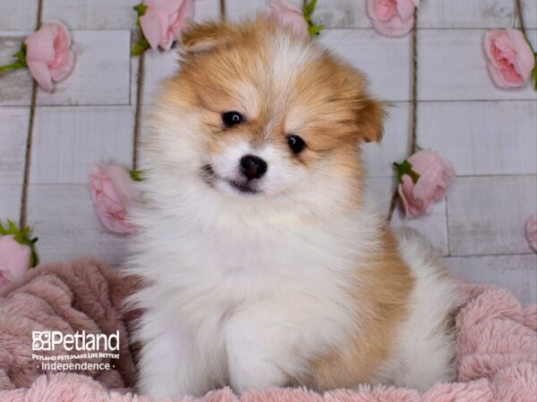 Pomeranian-DOG-Male-Orange and White Parti-3692-Petland Independence, Missouri