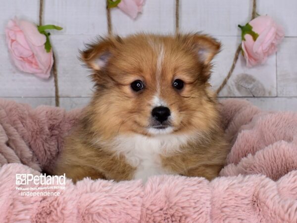 Pomeranian-DOG-Male-Sable-3696-Petland Independence & Lee's Summit, MO