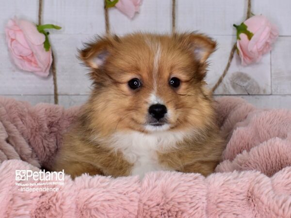 Pomeranian DOG Male Sable 3696 Petland Independence, Missouri