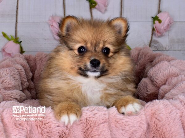 Pomeranian-DOG-Female-Sable-3695-Petland Independence & Lee's Summit, MO