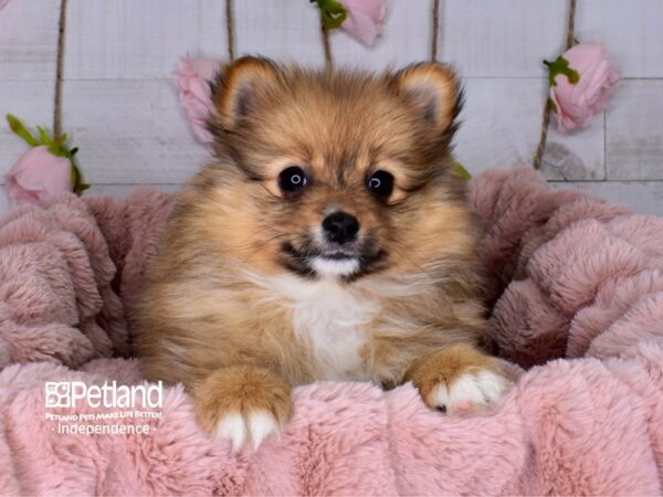 Pomeranian DOG Female Sable 3695 Petland Independence, Missouri