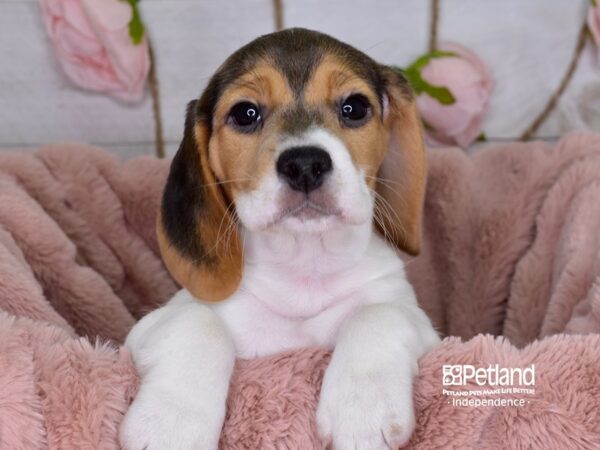 Beagle-DOG-Female-Black White & Tan-3689-Petland Independence, Missouri