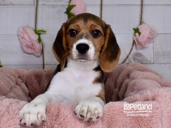 Beagle DOG Male Black White & Tan 3690 Petland Independence, Missouri