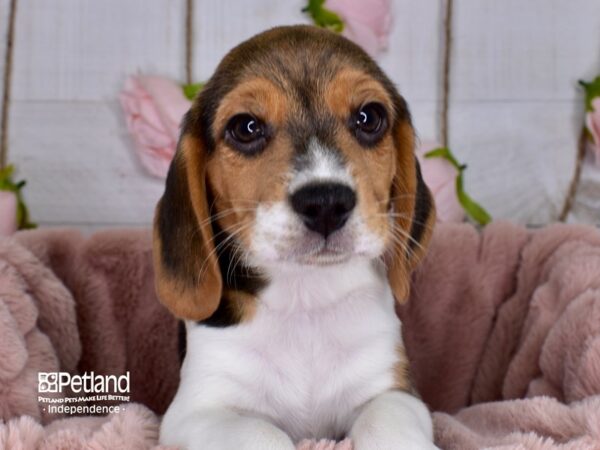 Beagle-DOG-Male-Black White & Tan-3691-Petland Independence & Lee's Summit, MO