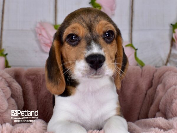 Beagle DOG Male Black White & Tan 3691 Petland Independence, Missouri