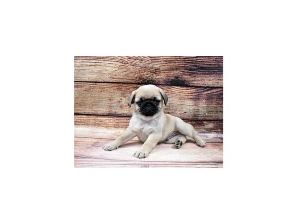 Pug-DOG-Male-Fawn-3698-Petland Independence & Lee's Summit, MO