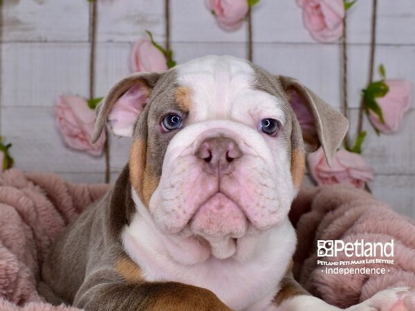 English Bulldog-DOG-Male--3682-Petland Independence, Missouri