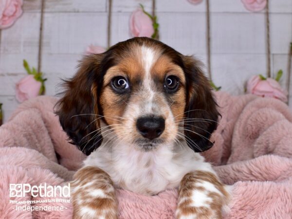 Dachshund-DOG-Female-Red-3697-Petland Independence, Missouri