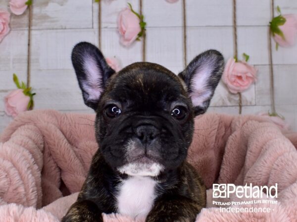 French Bulldog-DOG-Female-Brindle-3701-Petland Independence & Lee's Summit, MO