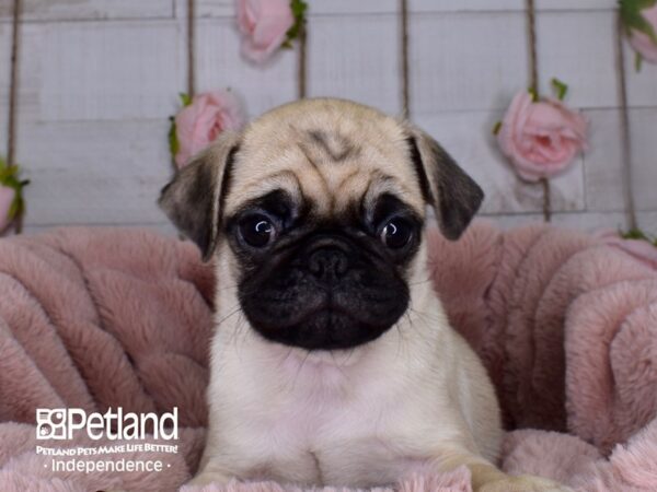 Pug-DOG-Female-Fawn-3699-Petland Independence & Lee's Summit, MO