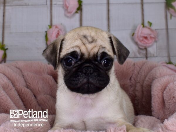 Pug-DOG-Female-Fawn-3699-Petland Independence, Missouri