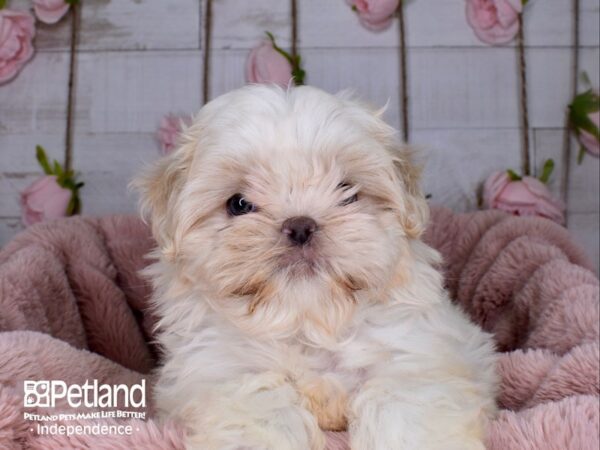 Shih Tzu DOG Female Lavender & White 3704 Petland Independence, Missouri