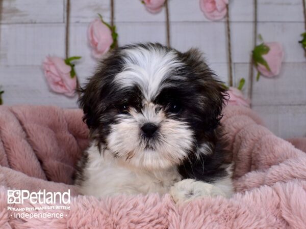 Shih Tzu-DOG-Female-Blue Brindle Parti-3703-Petland Independence, Missouri