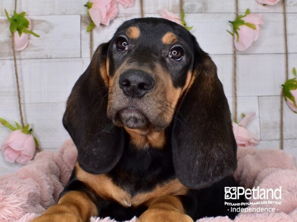 Basset Hound-DOG-Male-Black & Tan-3596-Petland Independence, Missouri