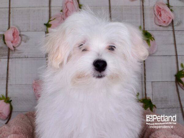 Maltipom DOG Female Cream 3462 Petland Independence, Missouri