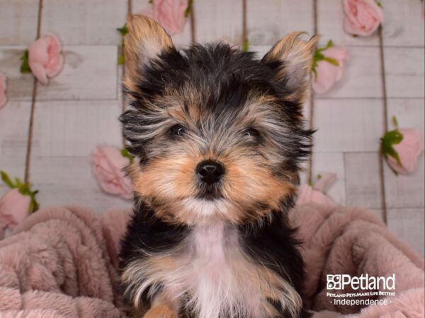 Yorkshire Terrier-DOG-Male-Black and Tan-3586-Petland Independence, Missouri