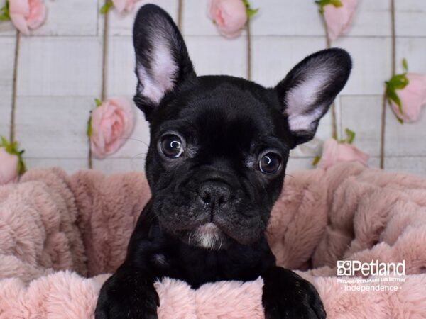 French Bulldog-DOG-Female-Black-3713-Petland Independence & Lee's Summit, MO