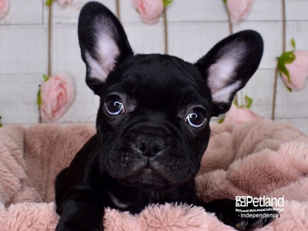French Bulldog-DOG-Female-Black-3714-Petland Independence & Lee's Summit, MO