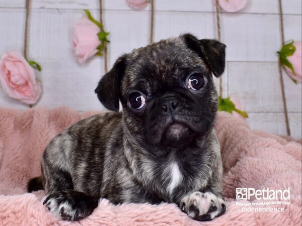 Bug DOG Female Brindle 3709 Petland Independence, Missouri