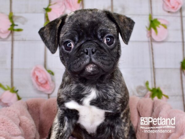 Bug-DOG-Female-Brindle-3708-Petland Independence & Lee's Summit, MO