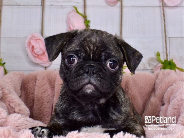 Bug-DOG-Male-Brindle-3707-Petland Independence, Missouri