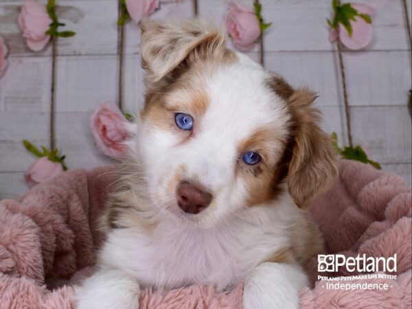 Miniature Austrailian Shepherd-DOG-Female-Red Merle-3717-Petland Independence & Lee's Summit, MO