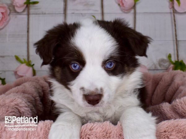 Miniature Australian Shepherd-DOG-Male-Red Tri Color-3715-Petland Independence, Missouri