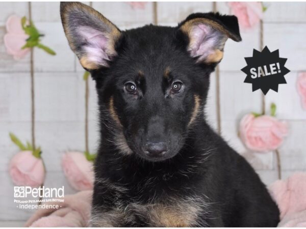 German Shepherd-DOG-Female-Black & Tan-3635-Petland Independence & Lee's Summit, MO
