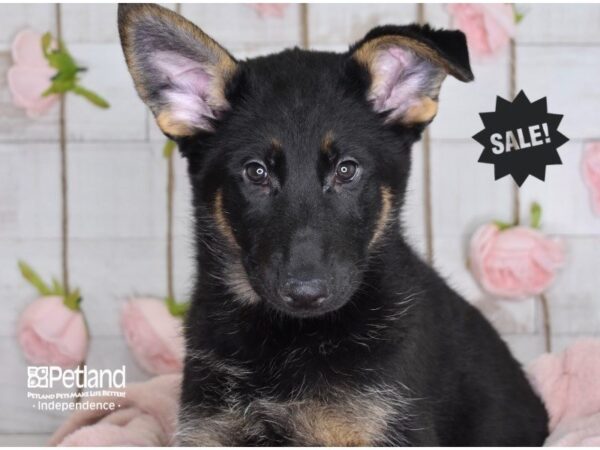 German Shepherd DOG Female Black & Tan 3635 Petland Independence, Missouri